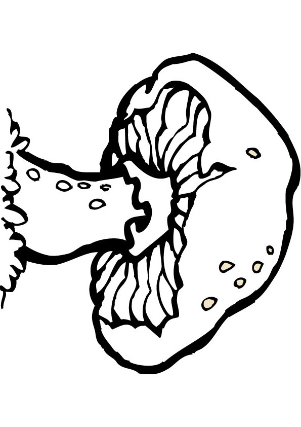 595x842 Download Free Mushroom Drawing