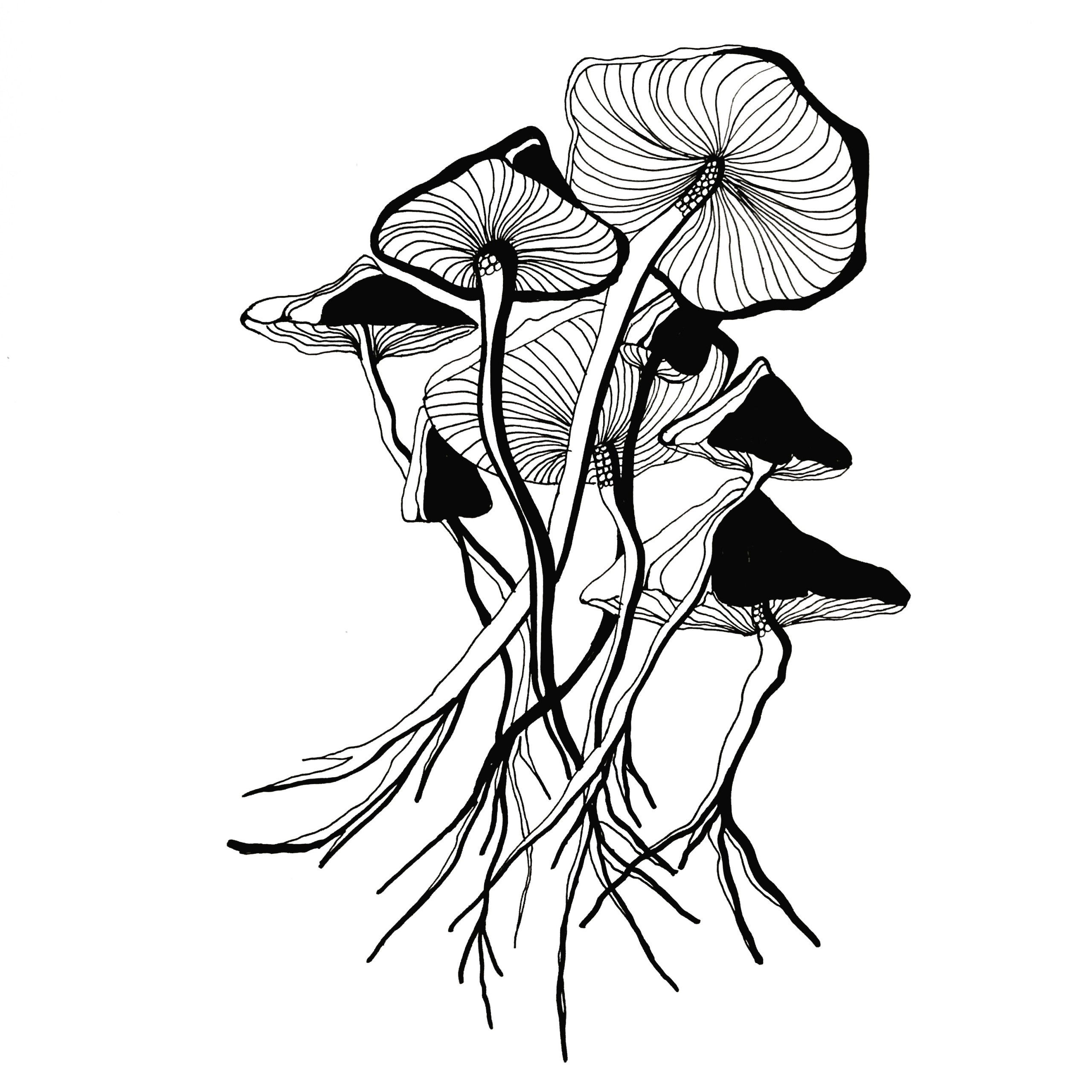 2560x2560 Mushroom Drawing In Black Pen