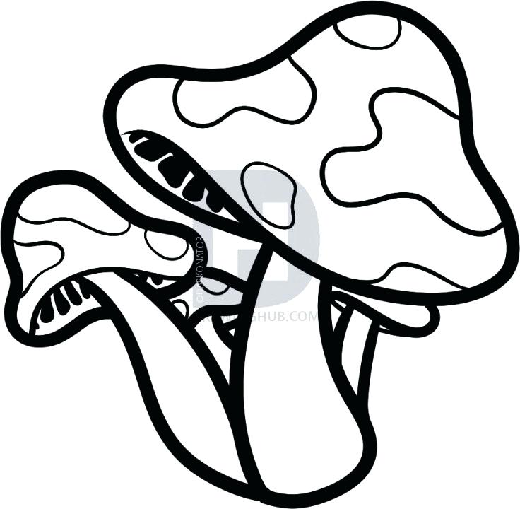 736x720 Shrooms Drawing Mushroom Drawing Art