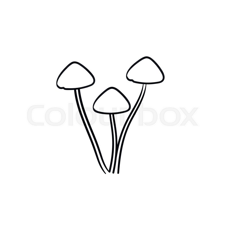 800x800 Agaric Mushroom Hand Drawn Outline Stock Vector Colourbox