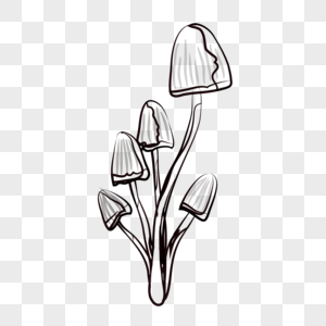 300x300 mushroom hand drawing images mushroom hand drawing pictures