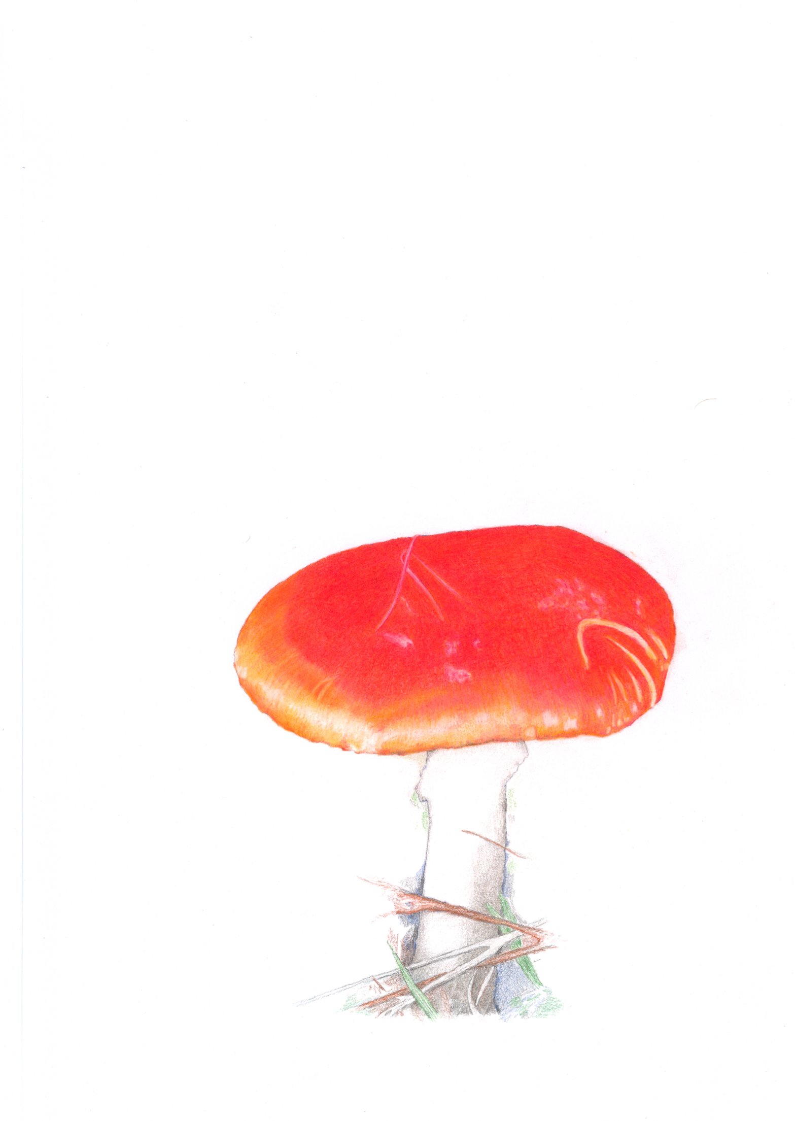 1567x2209 Mushroom Svamp Siff Jensen