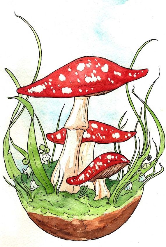 570x846 Cheery Red Toadstools