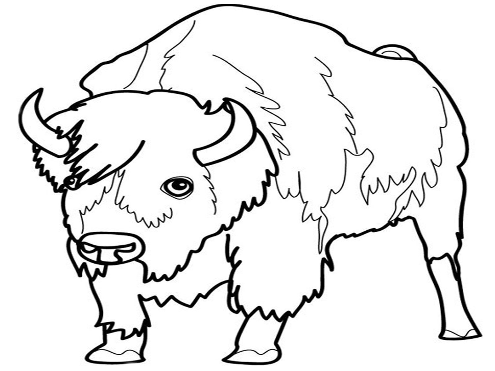1600x1200 ox drawing tundra animal for free download
