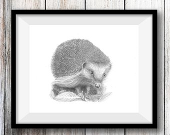 340x270 Hedgehog Drawing Etsy