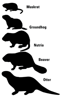 213x335 Relative Sizes Of Muskrat, Groundhog, Nutria, Beaver Otter