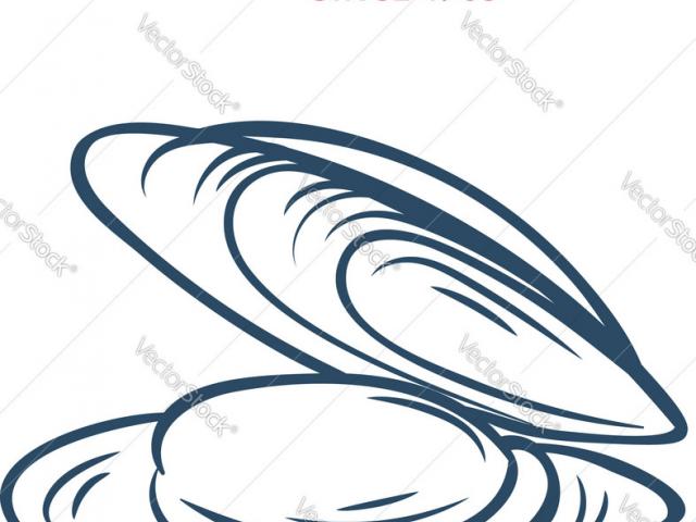 640x480 free drawn mussel, download free clip art