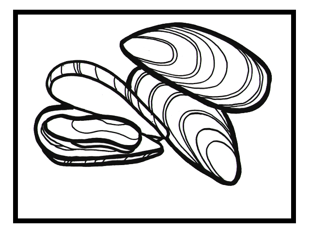 640x480 mussel drawing