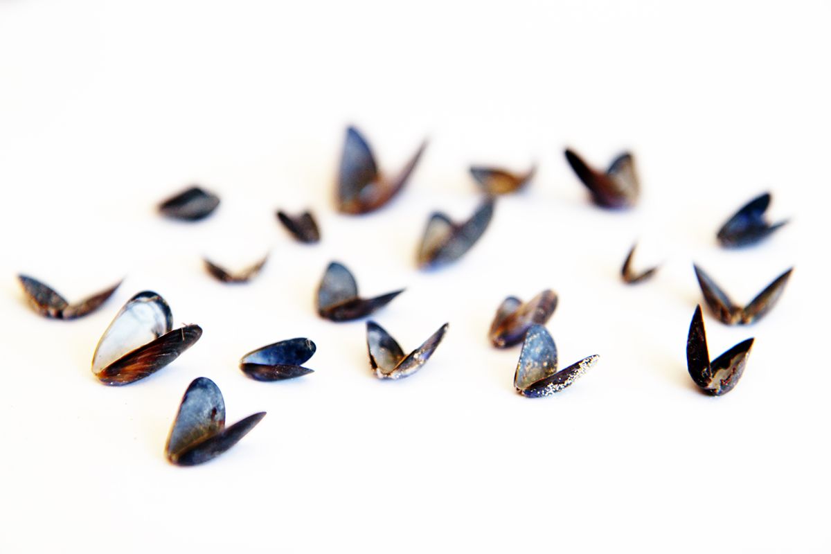 1200x800 mussel shells taking flight