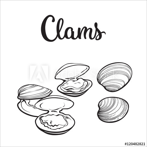 500x500 clams, mussels, seafood, sketch style vector illustration isolated