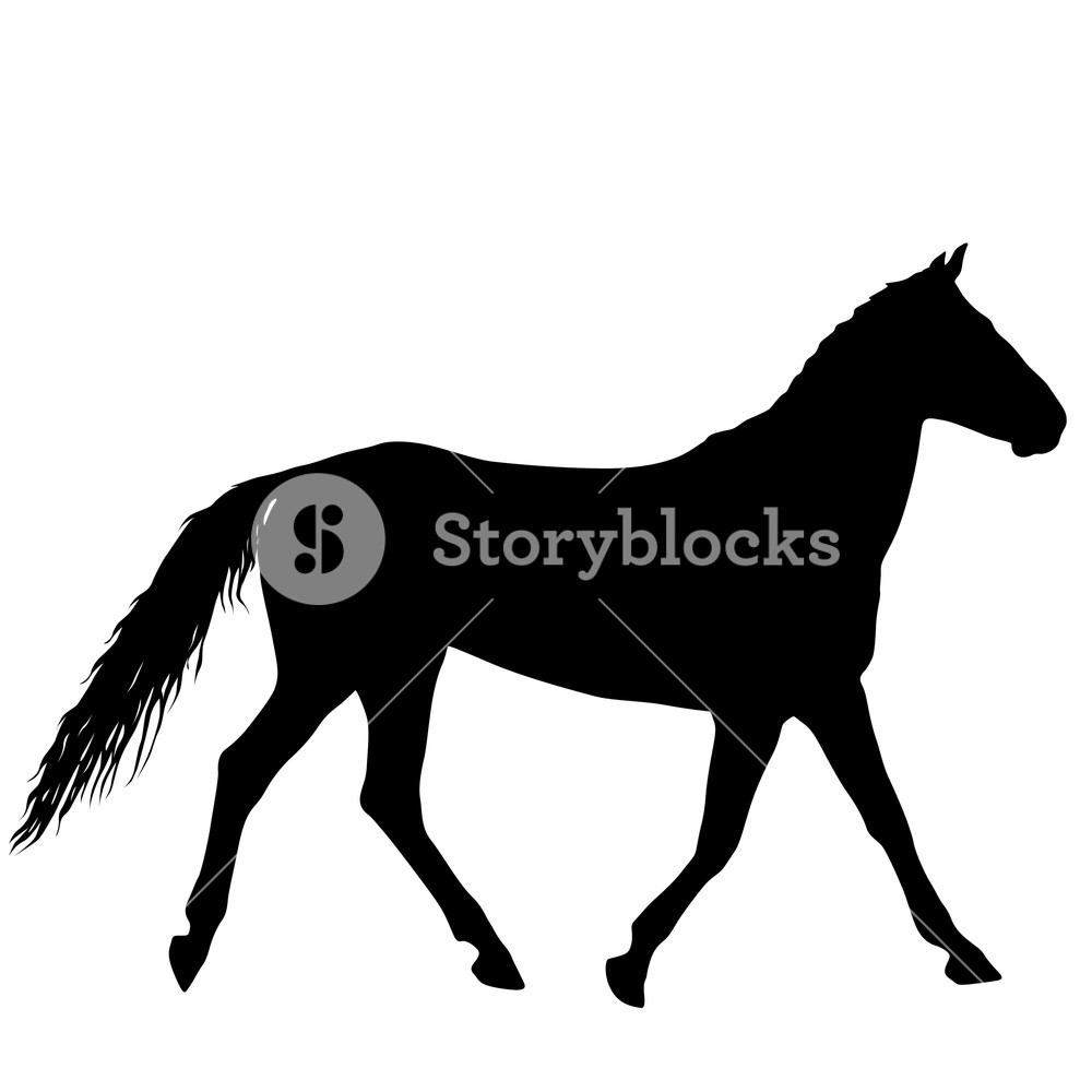 1000x1000 Animal Silhouette Of Black Mustang Horse Illustration Royalty