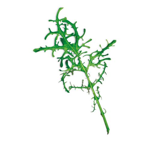 480x480 Mustard Fringed Red Plant Capsule For Smart Garden Plantui