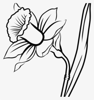 320x340 Daffodil Png Picture