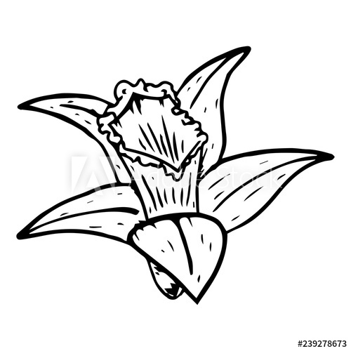 500x500 Flower Narcissus Icon Vector Of A Daffodil Hand Drawn Flower