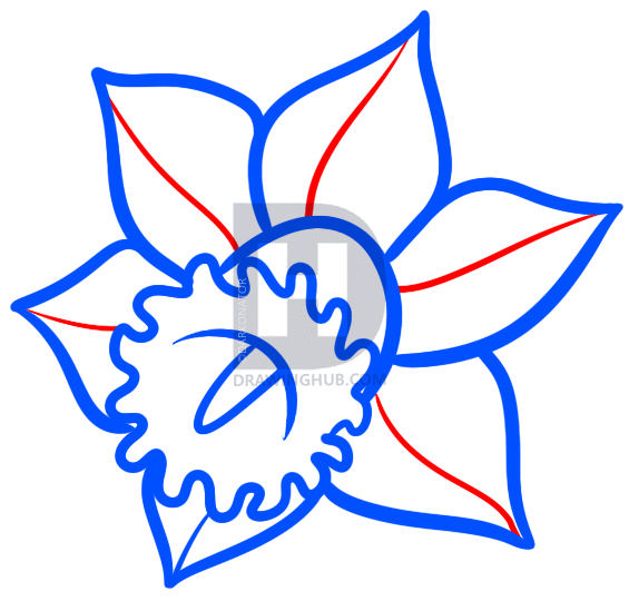 565x549 How To Draw A Narcissus, Step