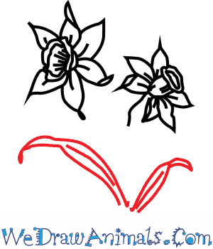 300x350 How To Draw A Narcissus Flower