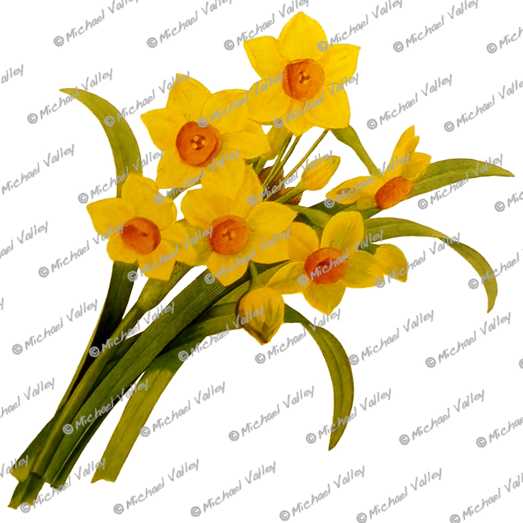 1800x1800 Narcissus Daffodils Vintage Botanical Drawing Beautifully Etsy