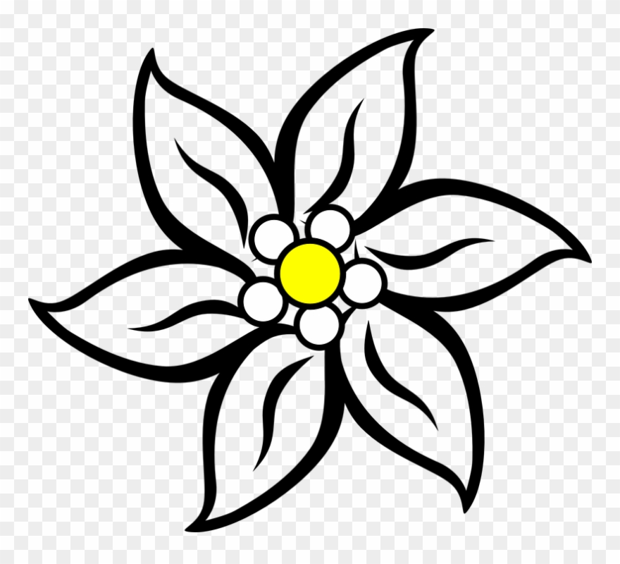 880x800 Narcissus Drawing Edelweiss Flower Stock