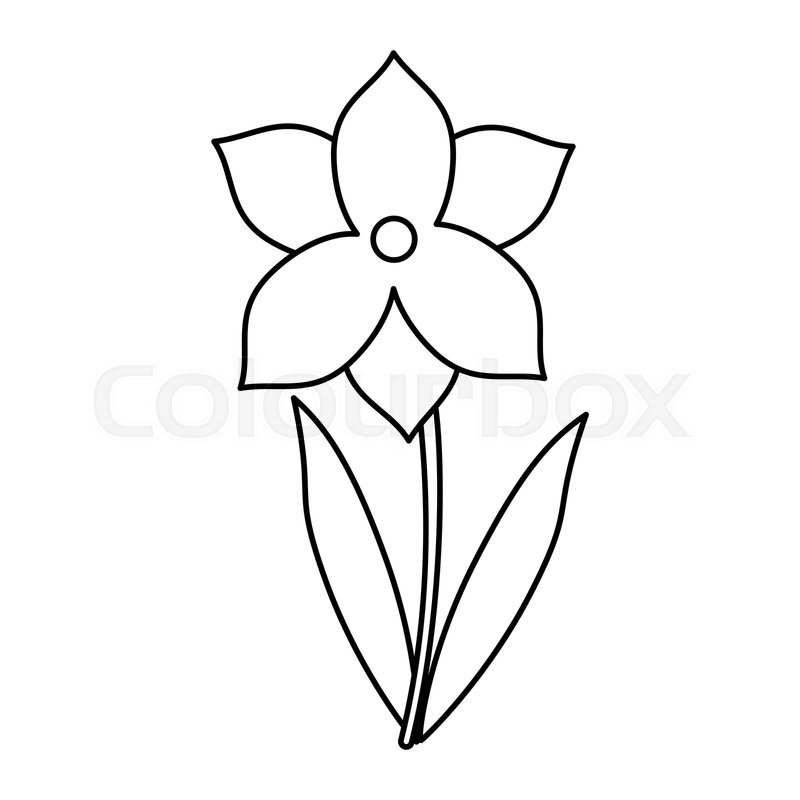 800x800 Narcissus Flower Spring Season Thin Stock Vector Colourbox