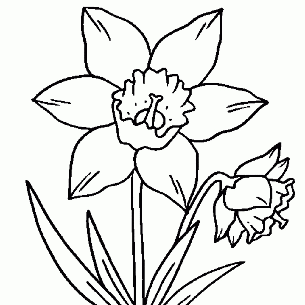 1024x1024 Daffodil Drawing For Free Download