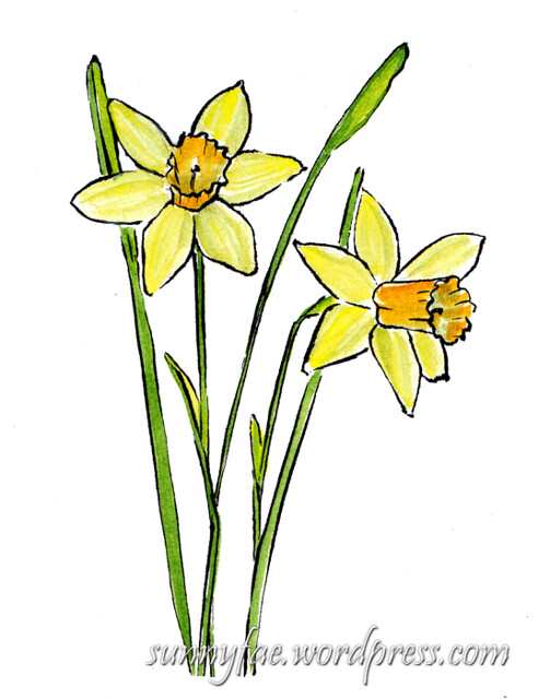 503x640 Attempt At Drawing Daffodils Sunnyfae