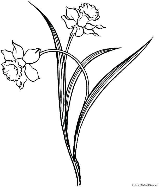 613x719 Daffodil Drawing Free Download