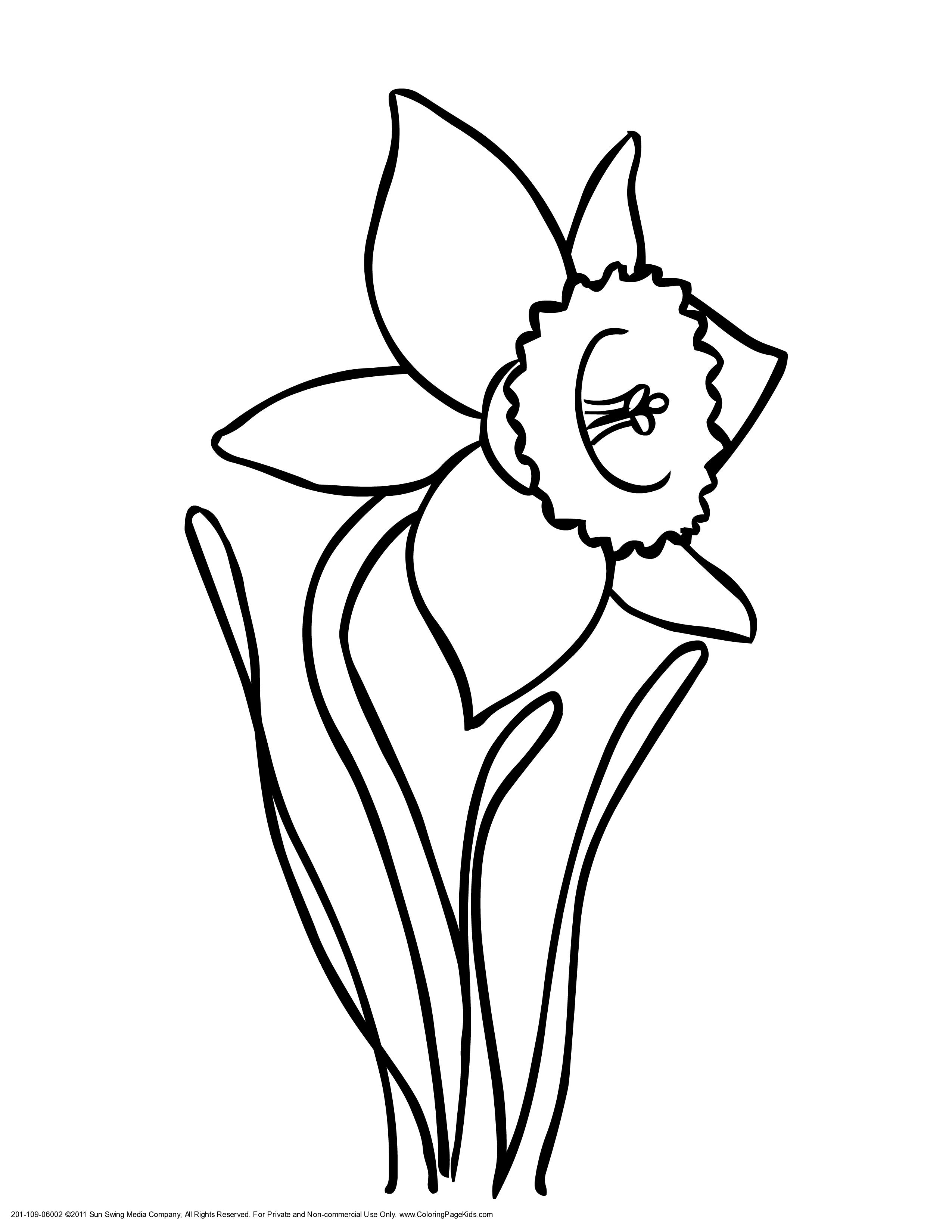 2550x3300 Daffodils Line Drawing Daffodil Clip Art Black And White