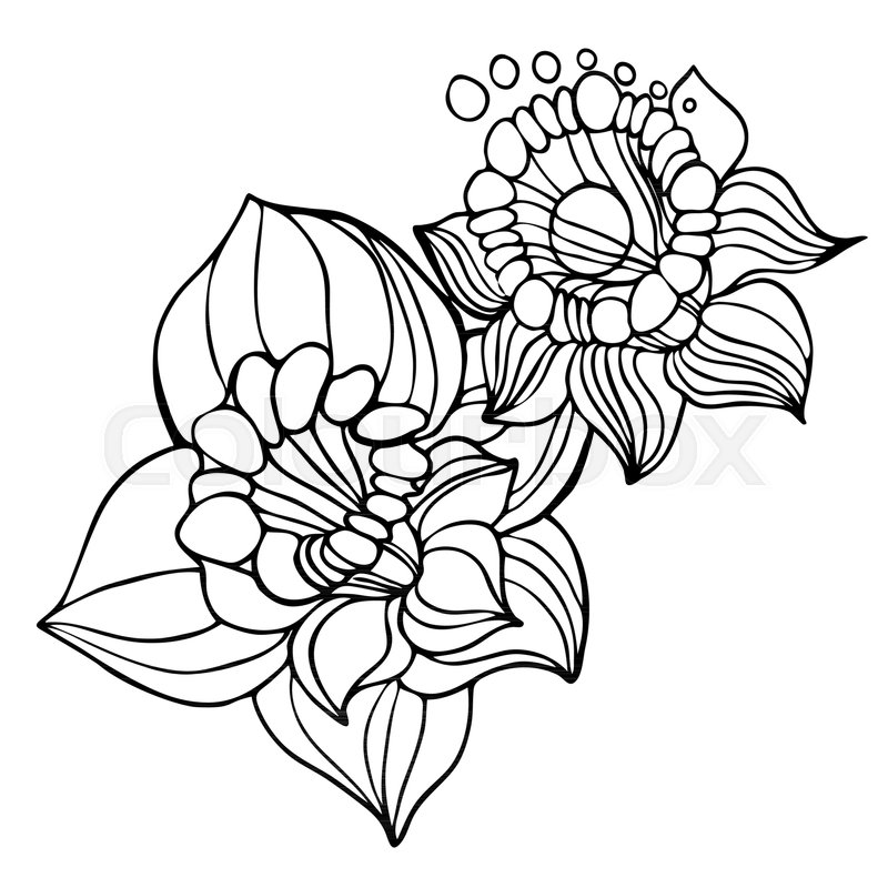 800x800 Flowers Narcissus In Black And White Stock Vector Colourbox