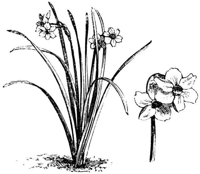 640x558 habit and detached flowers of narcissus biflorus clipart etc