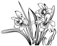 236x190 How To Draw A Daffodil In Steps Disney Comics And Other Art