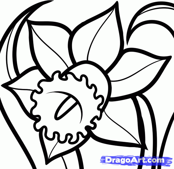 565x549 How To Draw A Narcissus, Step