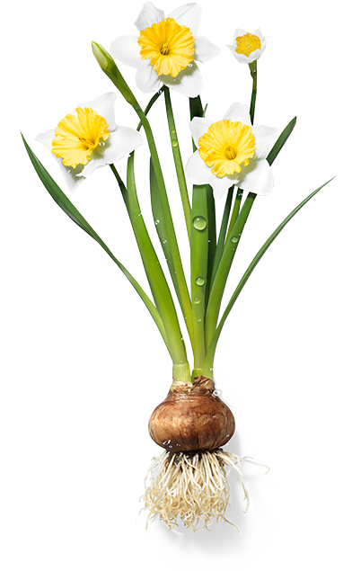 392x635 Narcissus Drawing Scientific Transparent Png Clipart Free