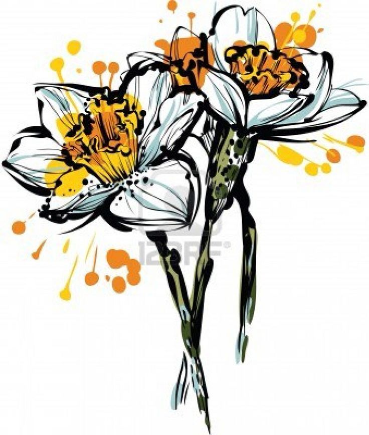 736x868 Narcissus Flower Drawing