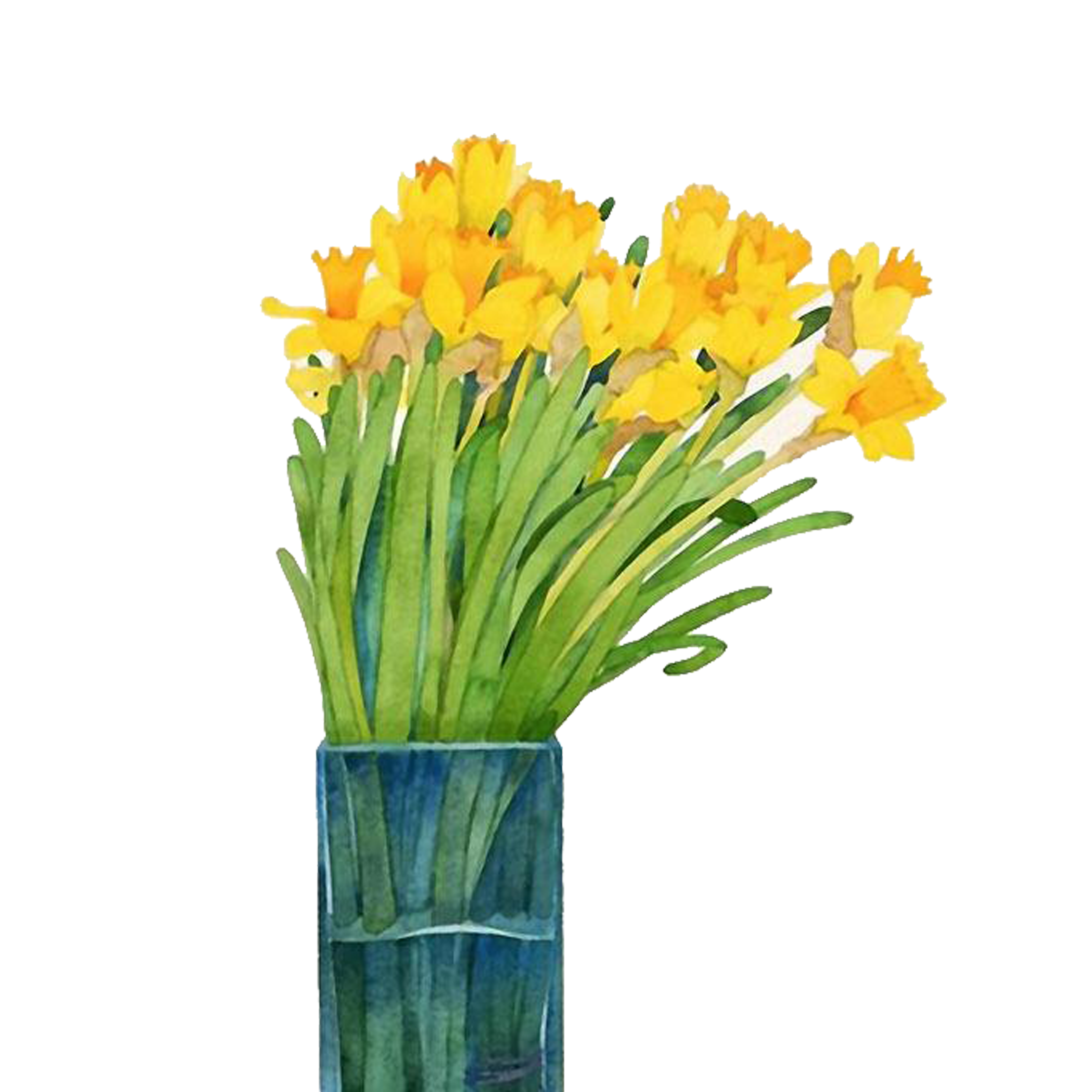 5000x5000 Daffodils Drawing Watercolor Huge Freebie! Download