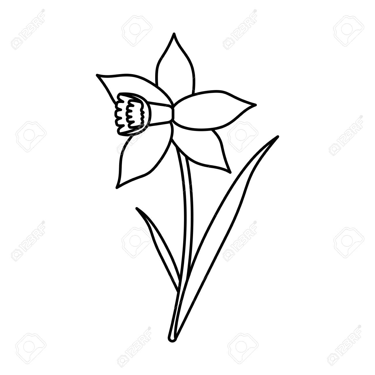 1300x1300 Daffodil Flower Leaf Bloom Thin Line Royalty Free Cliparts