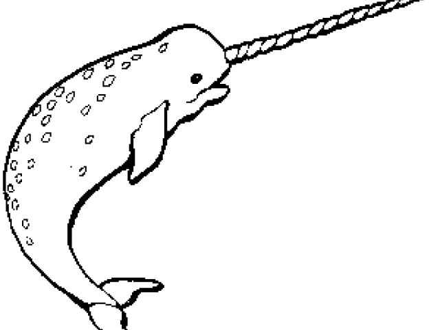 640x480 Narwal Clip Art