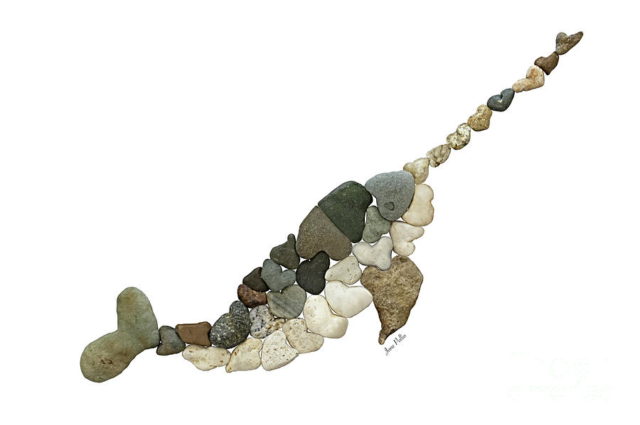 900x599 Heart Rock Narwhal Drawing