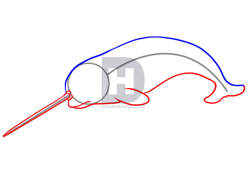 958x659 How To Draw A Narwhal, Step