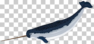 310x147 Narwhal Clipart Png Cliparts For Free Download Uihere