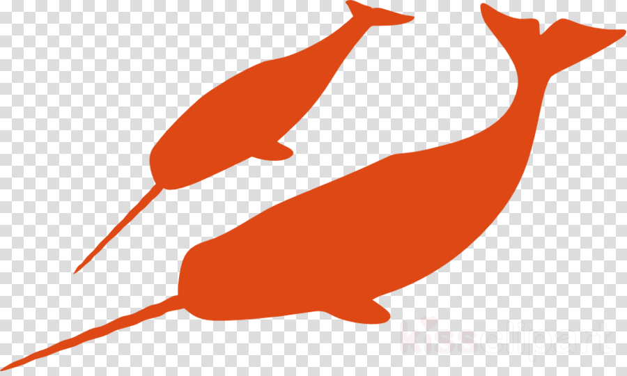 900x540 Narwhal, Whales, Drawing, Transparent Png Image Clipart Free