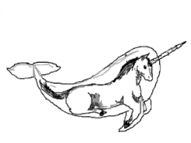640x480 A Narwhal With Mustache