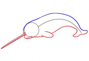 302x208 How To Draw A Narwhal, Step