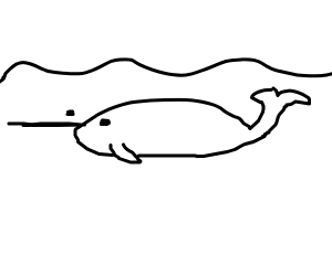 300x250 Narwhal