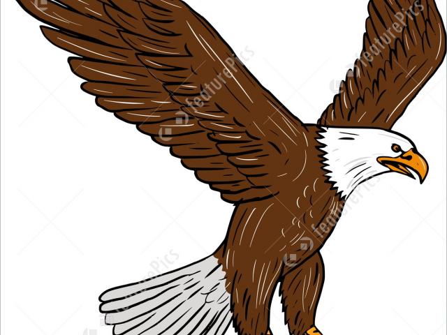 640x480 Free Drawn Bald Eagle, Download Free Clip Art