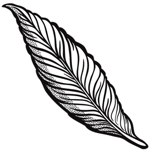 Native American Feather Drawing