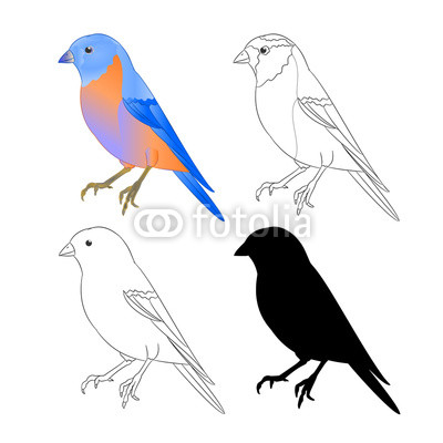 400x400 Bluebird Bird Thrush Nature Outline And Silhouette On A White