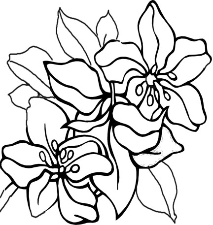 432x457 Drawn Nature Outline
