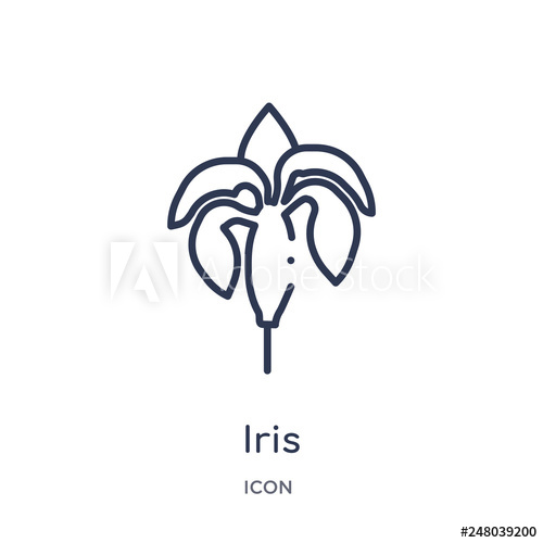 500x500 Iris Icon From Nature Outline Collection Thin Line Iris Icon