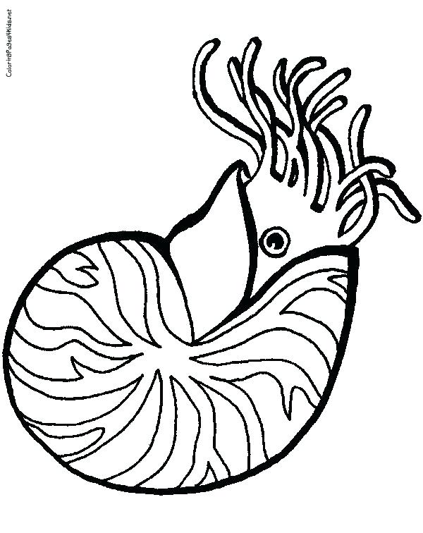 600x756 Alphabet Animals Coloring Pages Letter N Nautilus Animal Coloring