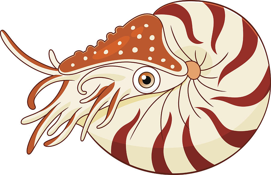 900x582 Cartoon Nautilus